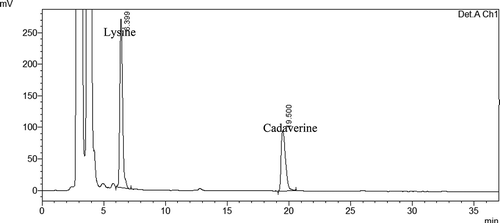 FIGURE 1 Peaks of residual lysine and formed cadaverine.