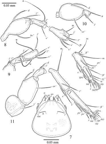 Figure 7–11. S. samarensis n. sp. Male: 7, subcapitulum, ventral view; 8, leg I, without trochanter, right, antiaxial view; 9, tibia, genu and anterior part of femur of leg II, right, antiaxial view; 10, genu and femur of leg III, left, antiaxial view; 11, leg IV, left, antiaxial view.
