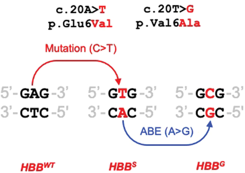Box 2. The A > T mutation on top strand causes sickle cell disease (HBBS). ABE of A to G on bottom strand cannot convert to HBBWT, but can potentially convert to Makassar (HBBG) and ameliorate disease severity by converting the Val codon to Ala.