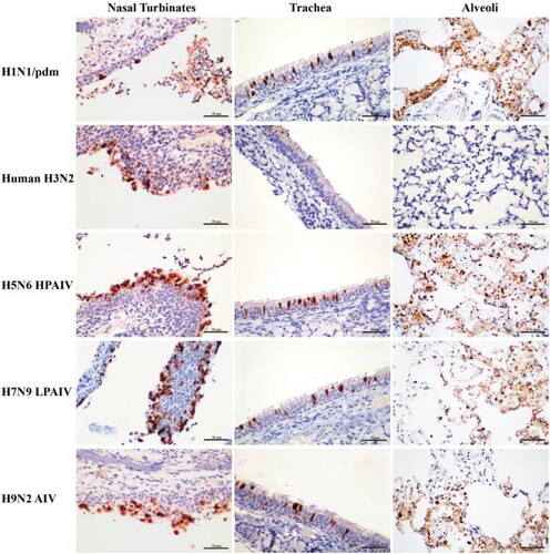 Figure 6. Detection of viral nucleoprotein in the respiratory tract of mink infected with influenza viruses at 4 dpi. Tissue sections of nasal turbinate, trachea and lung (alveoli) were immunostained for viral nucleoprotein (red-brown staining). Extensive distribution of H1N1/pdm, H5N6, H7N9, and H9N2 influenza virus were evident in the nasal turbinate, trachea, and lung. In contrast, the H3N2 virus was mainly restricted to the nasal turbinate.