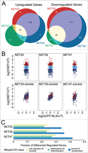 Figure 1. Different chromosome-positioning NETs affect distinct sets of genes when overexpressed in HT1080 cells. (A) Three-way Venn diagram comparing genes that were significantly up- or downregulated in cells that stably expressed each NET. The profiles of the 3 NETs that altered chromosome positioning largely overlapped, but also exhibited a large number of specific differences between them. (B) Anchorage at the NE is required for NET-induced changes in gene expression. HT1080 cells stably expressing soluble NET fragments failed to produce similar gene expression changes as the full-length NETs. These scatterplots compare expression changes for HT1080 cells transfected with GFP fused to each full-length NET (top row) or the corresponding soluble nucleoplasmic fragment (bottom row) on the y-axis, against a GFP-NLS control on the x-axis. Genes highlighted in red or dark blue correspond to genes upregulated or downregulated, respectively, for each full length NET. While the soluble fragments did affect some genes, the differences were smaller in magnitude and the genes were not the same as those affected by the full-length proteins. (C) NETs preferentially affect genes involved in growth, development and differentiation (Table S1B). Gene Ontology (GO) terms associated with those processes were extracted and the fraction of differentially regulated genes shown. Note that due to redundancies in GO terms the total fraction will add up to greater than 1.