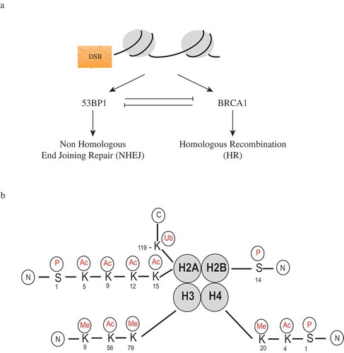 Figure 1. Histone modficiations and DNA double-strand break repair. (a) DNA double-strand breaks can be repaired by non-homologous end joining (NHEJ) or homologous recombination (HR). p53-binding protein 1 (53BP1) plays a crucial role in NHEJ, while breast cancer 1 (BRCA1) is important for HR. 53BP1 and BRCA1 mutually antagonize each other’s actions during the repair process.