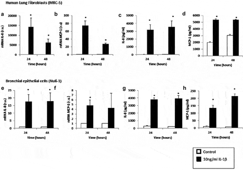 Figure 1. Effect of IL-1β on inflammatory mediator expression in lung fibroblasts and airway epithelial cells. mRNA expression of IL-8 (panel A), mRNA expression of MCP-1 (panel B), protein levels of IL-8 (panel C) and protein levels of MCP-1 (panel D) produced by human lung fibroblasts without stimulation (control, white bars) and stimulated with IL-1β (10 ng/mL, black bars). mRNA expression of IL-8 (panel E), mRNA expression of MCP-1 (panel F), protein levels of IL-8 (panel G) and protein levels of MCP-1 (panel H) produced by human airway epithelial cells without stimulation (control, white bars) and stimulated with IL-1β (10 ng/mL, black bars). r.u. = Relative units versus control; *p < 0.05 versus control. Each bar in the figure is mean± SE n = 6.
