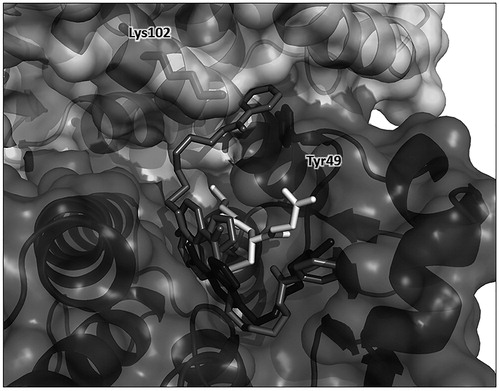 Figure 6. Protein–ligand docking analysis. Two docking-obtained orientations for 2 (in medium grey); GSH is in white, residues Tyr49 from monomer A and Lys102 from monomer B are shown in sticks inside the protein surface and labeled for clarity. For comparison, the position of 1 in the crystal structure is also shown in dark grey. Ribbon and surface representation of the remaining part of the protein is shown with subunit A (bottom, darker surface) and subunit B (top, ligther surface).