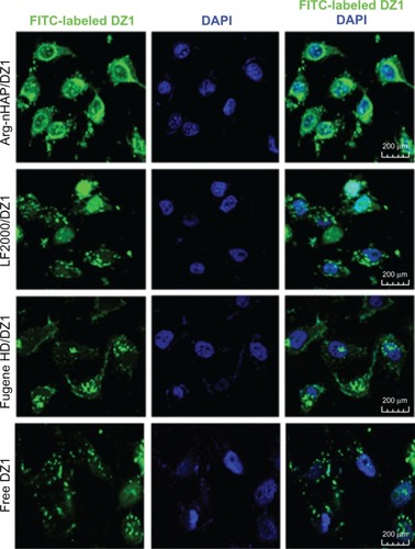 Figure 5 Intracellular localization of the Arg-nHAP/DZ1 complex in CNE1-LMP1 cells. Cells were fixed with 4% paraformaldehyde at 4°c for 30 minutes. Nuclei were stained with DAPI (200×).Abbreviations: Arg-nHAP, arginine-modified nanohydroxyapatite particles; DAPI, 4′,6-diamidino-2-phenylindole; DZ1, DNAzyme 1; LF2000, lipofectamine 2000; FITC, fluorescein isothiocyanate.