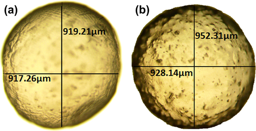 Figure 1. Light microscope images of (a) G-SA microcapsule (b) G-CDCA-SA microcapsule.