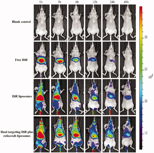 Figure 9. In vivo real-time imaging observation after intravenous administration of the varying formulations.