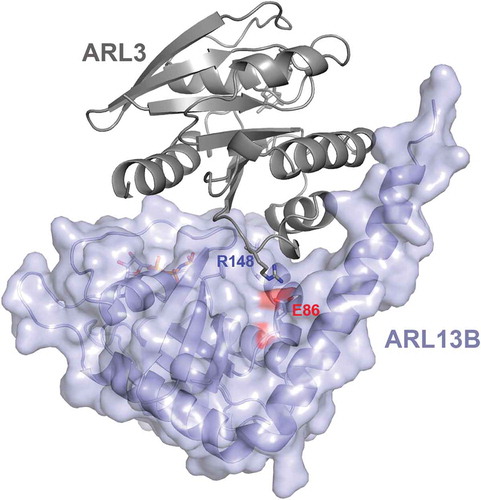 Figure 3. ARL3 missense mutations at a conserved site affects the interaction of ARL3 with ARL13B