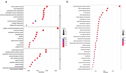 Figure 4. GO and KEGG enrichment analyses of DEGs between high- and low-risk groups.