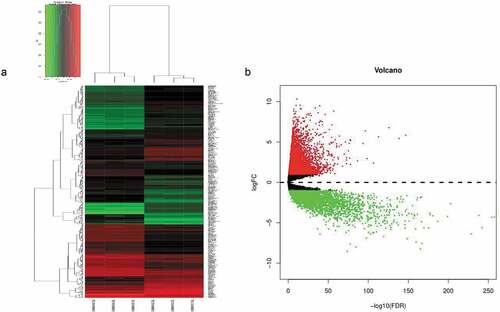 Figure 1. (a) Unsupervised hierarchical clustering analysis of the differentially expressed mRNAs between CD133- and CD133+ Caco-2 cells. (b) The differentially expressed genes between CRC and normal tissues, in which red indicates high expression, and green indicates low expression.