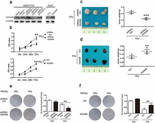 Figure 2. Role of ADAM9 in HCC cell radiosensitivity. (a) Western blot analysis showed the ADAM9 silencing within MHCC97H cells as well as ADAM9 over-expression within Huh7 cells. (b) The cell survival rate was determined by the CCK-8 method after 0, 24, 48 and 72 h of 4 Gy X-ray irradiation exposure at 4 Gy. (c), (d) Proliferation of MHCC97H cells and Huh7 cells following X-ray radiation at 4 Gy was detected by subcutaneous tumor formation in nude mice. (e), (f) Colony formation experiments were conducted for detecting MHCC97H cell and Huh7 cell radiosensitivity after changing ADAM9 expression. Data were displayed in a form of mean ± SD from 3 independent assays conducted in triplicate.*p < 0.05,**p < 0.01, and***p < 0.001