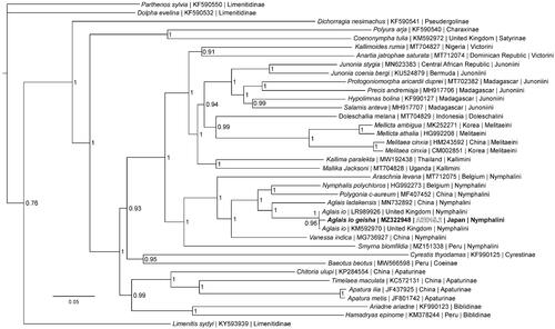 Figure 1. The Bayesian phylogeny (GTR + I + G model, average Potential Scale Reduction Factor (PSRF) = 1, average deviation of split frequencies = 0.000628) of the Aglais io geisha mitogenome, 37 additional mitogenomes from within family Nymphalidae, including outgroup species Limenitis sydyi, Parthenos sylvia, and Dophla evelina (Limenitinae) (Alexiuk et al. Citation2020b; Hamilton et al. Citation2020; Lalonde and Marcus Citation2020; Payment et al. Citation2020; Lalonde Citation2021), produced by 10 million MCMC generations in MrBayes, with sampling every 100 generations, and after discarding the first 250,000 generations as burn-in. The Bayesian posterior probability values determined by MrBayes are provided at each node.