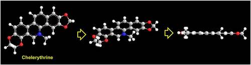 Figure 4. Rotation of the 3D optimized structure of chelerythrine around X-axis shows the planar structure suitable for DNA/RNA intercalation