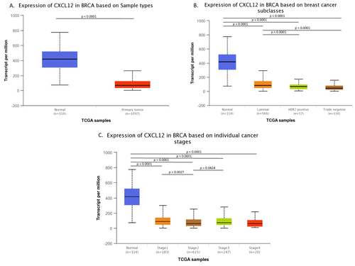 Figure 1 Analysis of CXCL12 mRNA expression levels in BC tissues. (A) Comparison of CXCL12 mRNA expression between BC and healthy tissue. (B) Comparison of CXCL12 mRNA expression between different BC subtypes. (C) Comparison of CXCL12 mRNA expression between different stages of BC.