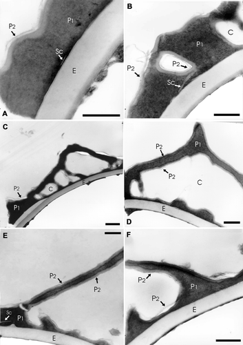 Figure 4 TEM ofA. radiata (L.) Fée A–F: In all the cases the exospore (E) margin is smooth and its structure is homogenous. The perispore is more contrasted than the exospore; it is composed of two layers: P1 and P2. P1 constitutes the main part of this wall. A. A scale (Sc) is evident in the inner part of P1. The layer P2 is very thin and covers P1. B. In this section chambers (C) within the layer P1 can be seen, they are surrounded by a less contrasted layer. A scale (Sc) is evident in the inner part of P1. C. In this case chambers (C) can be seen within P1. The (P2) layer is thin, less contrasted than layer P1 and only visible in some places. D. Spine with a basal chamber (C) in detail. The layer P2 covers the inner and outer surfaces of P1. E. The section shows a process of high length formed mainly by P1. A scale (Sc) is evident in the inner part of P1, near the left limit. F. In this section there are two perispore processes of different height, they are formed by P1 and covered by P2. A dark extensive lamina is visible between the exospore and perispore. Scale bar – 1 µm (A–E).