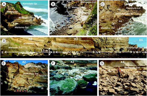 Figure 2. A, View south across the study section towards the castle-like promontory at the northern end of Gibson Beach. B, C, Vertical views down onto alcoves A1–5 (see Figure 1C) from the bounding cliff tops. Roman labels II to IV denote buttresses of Waitomo Sandstone separating alcoves A1, A2, A3, and A4, while labels V and VI are buttresses underlain by Waitomo Sandstone with a variable thin cover of Otorohanga Limestone and/or Papakura Limestone that define alcoves A4 and A5. D, Beach view of alcoves A2–5 with some distance measurements shown. E, Mass failure in 2008/2009 of coastal cliffs backing alcove A2 supplied large fresh angular blocks up to 5 m across of Waikawau Sandstone to the shore platform. F, Large sandstone boulders proximal to the shoreline in alcove A3 trap smaller clasts of predominantly Otorohanga Limestone between them and the Waitomo Sandstone bench seen in the background. G, Area of the main boulder field within alcove A4 showing an agglomeration of clasts of varying character and the backing cliff of Waikawau Sandstone.