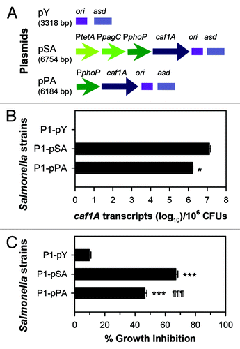 Figure 2. The extent of usher gene caf1A expression correlates to the amount of channel formation. (A) Schematic physical maps of asd-based plasmids are depicted: the caf1A gene is regulated by a tripartite fusion promoter in P1-pSACitation39 or a single promoter in P1-pPA; and the vector control lacking caf1A is harbored in P1-pY. (B) The expression of caf1A was determined by real-time polymerase chain reaction (RT-PCR). pSA DNA was used as a standard. The bacterial strains P1-pSA, -pPA, and control -pY were grown in LB medium at 37 °C with shaking at 200 rpm. Cells in log phase were harvested for RNA purification and verification of the number of transcripts using protocols according to the manufacturers' instructions (Invitrogen). The Student t-test was used to determine the difference of caf1A mRNA copy numbers between P1-pSA and -pPA, with *P < 0.05. (C) The Caf1A channel formation was determined by bacterial growth inhibition in the presence of erythromycin. The three strains P1-pSA, -pPA, and -pY were inoculated to LB medium at an optical density at 600 nm (OD600) of 0.2 with or without the supplementation of 64 µg/ml erythromycin. At three hours post-inoculation, cell OD600 was measured. Growth inhibition was calculated by using a formulation: 100 × (1 - OD600 with erythromycin/OD600 without erythromycin)%. The Tukey multiple comparison test was used to determine difference of growth inhibition among the three strains; ***P < 0.001 indicates the growth inhibition of P1-pSA or -pPA vs. -pY, and ¶¶¶P < 0.001 indicates the growth inhibition of -pPA vs. -pSA. Experiments for both (B) and (C) were performed three times. Presented data are the means ± SD.
