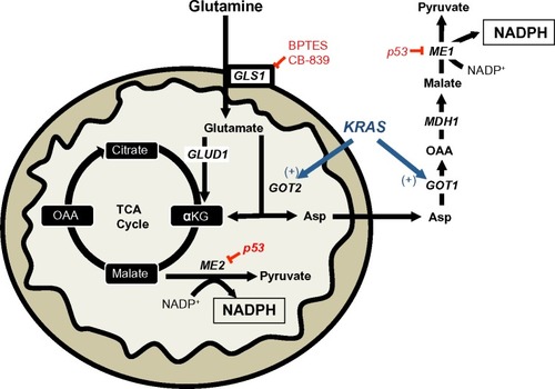 Figure 4 KRAS-reprogrammed glutamine metabolism in pancreatic cancer.
