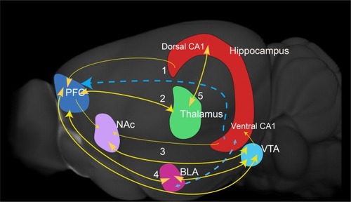 Figure 1 The rodent hippocampal–prefrontal cortex (PFC) circuit.