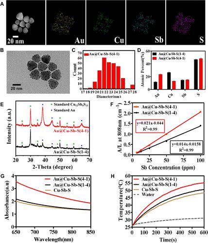 Figure 1 Characterization of Au@Cu-Sb-S nanoparticles (NPs) with different gold-to-copper ratios. (A) TEM-EDS elemental maps of Au@Cu-Sb-S NPs. (B) Transmission electron microscopy (TEM) image of Au@Cu-Sb-S(4–1) NPs. (C) Particle size distribution of Au@Cu-Sb-S(4–1) NPs. (D) Compositional analysis of Au@Cu-Sb-S NPs obtained from TEM-energy-dispersive X-ray spectroscopy (EDS). (E) XRD spectra of Au@Cu-Sb-S NPs. (F) Mass extinction coefficient of Au@Cu-Sb-S(1–4) NPs and Au@Cu-Sb-S(4–1) NPs under an 808 nm laser. (G) UV-vis-NIR absorbance spectrum of Cu-Sb-S NPs, Au@Cu-Sb-S(1–4) NPs and Au@Cu-Sb-S(4–1) NPs with the same Sb concentration (100 Sb ppm). (H) Heating curves of pure and different NPs (Cu-Sb-S NPs, Au@Cu-Sb-S(1–4) NPs and Au@Cu-Sb-S(4–1) NPs) with the same 100 ppm Sb concentration.