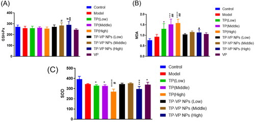 Figure 6. Effect of TP-VP NPs on oxidative stress. * Represent p < .05; *** represent p < .001; **** represent p < .0001 vs control group; # represent p < .05; ## represent p < .005 vs model group; ● represent p < .05; ●● represent p < .005 vs TP group.