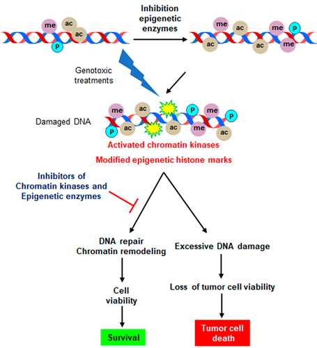 Figure 6. Targeting of epigenetic modifiers in cancer treatment. The combined drug targeting facilitates a switch from repair mechanisms toward damage accumulation. Different drugs combination in synthetic lethality strategies might facilitate a reduction of individual drug dose, and thus their toxicity, while promoting damage accumulation leading to tumor cell death.