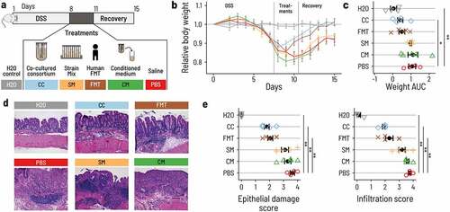 Figure 5. PB002 accelerates recovery after DSS-induced colitis in mice. a. Acute colitis was induced in female C57BL/6 mice by supplementing the drinking water with DSS for 7 d (from day 1 to day 8). At day 8, mice were switched back to normal drinking water. Mice were treated once a day by 200 μL oral gavage on days 8, 9, and 10 with the co-cultured consortium (CC, blue), the non-co-cultivated strain mix (SM, Orange), the conditioned medium from the continuous fermentation (CM, green), or with FMT from a healthy human donor (FMT, brown). The control group was given normal water throughout the whole experiment (H2O, gray), and the DSS control group was gavaged with phosphate-buffered saline (DSS, red). Mice were euthanized at day 16. N = 4 to 5 per group. b. Mice treated with CC or FMT regained body weight more rapidly than mice that received the other treatments. Error bars are the standard errors. c. Area under the curve (AUC) of the daily relative body weight for each mouse. Only CC-treated mice had an AUC that was significantly lower than the DSS control mice (linear model, beta = – 0.65, p = .030). The error bars show the confidence interval for the mean. d. Representative light micrographs of large intestine sections at the time of euthanasia (H&E staining, 10 X magnification). CC and FMT showed structural recovery of the epithelium comparable to the control group. Mice that received CM, SM, or PBS showed a substantial degradation and inflammation of the cecal epithelium. e. Histological assessment of the epithelial damage and infiltration in the distal colon. Treatment with CC and FMT showed reduced epithelial damage and infiltration compared to PBS (linear model, p < 10−Citation4 for all marked comparisons).