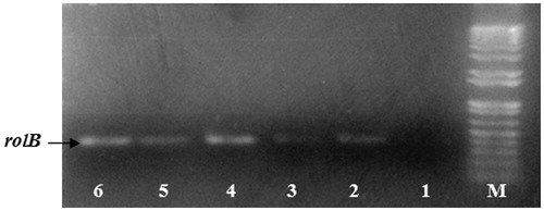 Figure 2. PCR amplification of rolB gene in hairy root lines of C. roseus. Lane M, molecular weight marker (1000 bp ladder); lane 1, DNA from non-transformed roots; lane 2, DNA from the plasmid A4 (positive control (1); lane 3, DNA from the plasmid 15834 (positive control (2); lane 4, DNA from HR line L54; lane 5, DNA from HR line LP21; lane 6, DNA from HR line LP10.