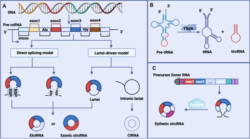 Figure 1 Biogenesis of endogenous and synthetic circRNAs. (A) Direct back splicing is driven by intronic long reverse repeats (eg, Alu elements) or RBPs, and back splicing of exons occurs followed by splicing of Pre-mRNA. In the lariat intermediate model, canonical splicing occurs first and produces a long intron lariat containing skipped exons, followed by back splicing. CiRNAs are produced from intron lariat precursors via intron lariat evasion off-branching. (B) The nucleic acid endonuclease TSEN recognizes and dissociates the pre-tRNA into two parts, with the released intron part forming tricRNAs in a reaction catalyzed by the HSPC117 enzyme and the exon part forming tRNAs by the action of ligases. (C) IVT or chemical synthesis catalyzed by enzymatic reactions is applied to construct precursor linear RNAs. Next, chemical condensers such as BrCN can be applied to mediate the circularization of linear RNA precursors with shorter sequences.