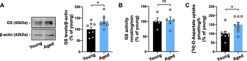 Figure 3 GS levels and glutamate uptake are increased in the old mouse hippocampus. (A) Western blot analysis of GS levels in the hippocampus of 2-3-month-old mice (Young) compared to 18–25 months-old mice (Aged) revealed increased protein levels upon aging. (B) Unchanged enzymatic activity of GS was observed between young and aged mice. (C) Augmented [3H]-D-aspartate uptake in the hippocampus of aged mice compared to young mice. Individual data points are plotted and represent individual animals (n = 4–10 animals/group). Significance was determined using the unpaired t-test. Error bars represent ± SEM. *: p < 0.05. GS: glutamine synthetase.