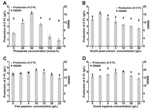 Figure 6. Effect of different concentrations of (A) phosphate, (B) Oxoid yeast extract, (C) fish peptone and (D) Oxoid tryptone on the cell density and 2'-FL production of recombinant E. coli FL-011.Note: Culture was carried out in 500 mL shake flask containing 100 mL medium with different concentration of phosphate, Oxoid yeast extract, fish peptone and Oxoid tryptone at 230 rpm and 37 °C and was induced with 0.3 mmol/L IPTG at 26 °C for 96 h. The OD600 value was obtained by diluting the sample to OD < 1 and multiplying by the corresponding dilution factor. All experiments were conducted at least thrice and the error bars represent the standard deviations.