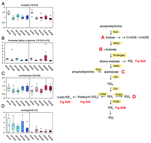 Figure 5. Eicosanoid biosynthesis and prostaglandins. Two main pathways are involved in the biosynthesis of eicosanoids. The prostaglandins and thromboxanes are synthesized by the cyclic pathway, the leukotrienes by the linear pathway. Numerous stimuli activate the phospholipase A2 (PLA2), which hydrolyzes arachidonic acid from membrane phospholipids. The prostaglandins are identified as PG. Prostaglandin PGI2 is also known as prostacyclin. PGE2 is synthesized from PGH2 via the action of one of several PGE synthases (PTGES). PTGDS synthases converts PGD2 from PGH2. PGI2 is synthesized from PGH2 via the action of CYP8A. The effect of rapamycin exposure for 24 or 48 h is shown on linoleate (18:2n6) (A), isobar linolenate (18:3n3) α, or gamma (B), arachidonate (20:4n6) (C), PGD2 (D). See Figure 1 for color and legend code.