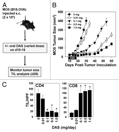 Figure 1. Therapeutic administration of dasatinib monotherapy elevates the numbers of tumor-infiltrating CD8+ T cells and exhibits dose-dependent anti-melanoma efficacy. (A–C) M05 melanoma cells were injected sub-cutaneously into syngenic C57BL/6 mice and allowed to establish for 10 d, at which time animals were randomized by tumor size and cohorts (n = 7 mice/group) were left untreated (controls) or were treated with orally administered dasatinib (DAS, dose ranging from 0.01–1 mg/day as indicated) for 7 consecutive days. (B) Animals were monitored for tumor growth every 3–4 d using external calipers and estimated tumor volume calculated as the product of the orthogonal measurements. Data are the mean ± SD tumor volume per group. (C) On day 28, 2 mice/group were sacrificed and cryo-preserved tumor sections analyzed by immunofluorescence staining and fluorescence microscopy to assess the numbers of CD4+ and CD8+ tumor-infiltrating lymphocytes (TILs). The mean ± SD number of cells over 10 high-power fields (HPF) are reported. Representative data from 1 of 3 independent experiments are depicted. Statistical analysis was performed by 1-way ANOVA; *P < 0.05 vs. untreated or DAS 0.01 mg/day.