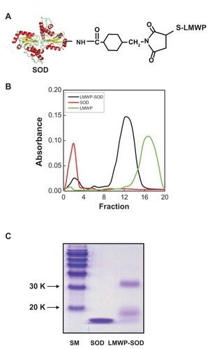 Figure 1 (A) Diagram of LMWP-SOD1 conjugates. LMWP was chemically conjugated to the amine group of SOD1 via SMCC. (B) Analysis, detection, and purification of LMWP-SOD1 using a heparin affinity column. (C) SOD1 and LMWP-SOD1 were confirmed by Coomassie staining. Lane 1 is the size marker, lane 2 represents SOD1, and lane 3 represents LMWP-SOD1.Abbreviations: LMWP, low molecular weight protamine; SOD1, superoxide dismutase; SMCC, succinimidyl-4-(N-maleimidomethyl)cyclohexane-1-carboxylate.