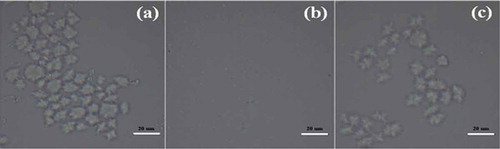 Figure 2. Light micrographs of starch complexation with menthone (a) mungbean (b) rice and (c) tapioca. All pictures were taken under the same magnification (40×), bar equals 20 µm.