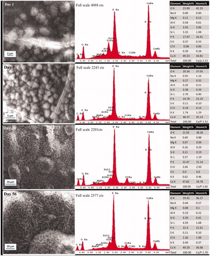 Figure 2. Representative morphologic characterization of precipitations formed over ultrafast Protooth surface immersed in PBS during 56 days. EDX spectrum was obtained from the precipitates in the field of view. Semiquantitative chemical composition presented in the table shows their Ca/P molar ratio.