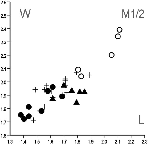 FIGURE 9. Length/width scatter plot for M1/2 of Spermophilinus besana from Harami 1 (▴) and Yenieskihisar (●) and Spermophilinus bredai from Yenieskihisar (○). The M1/2s from Harami 1 fall within the size range of 15 randomly selected M1/2s of Spermophilinus besana from Vieux Collonges, France (+). See text for details.