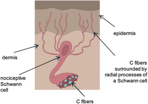 Figure 2 Radial projections of a Schwann cell surround the unmyelinated fibers and penetrate with them into the epidermal layer of the skin.