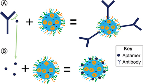 Figure 10. Conjugation of aptamer compared with antibody. (A) The antibody being conjugated to the nanoparticles, potentially increasing size. (B) The aptamer being conjugated to the nanoparticles, potentially maintaining size.