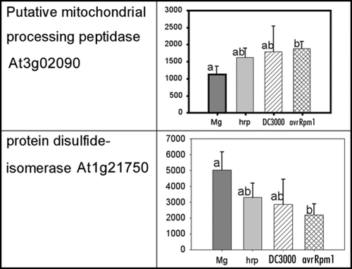 Figure 1 Spot density of two proteins from the mitochondrial-enriched fraction at 3 hpi.