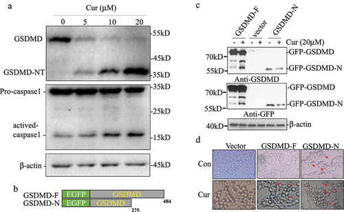 Figure 2. Curcumin activated caspase-1 and promoted GSDMD cleavage in leukemia cells.