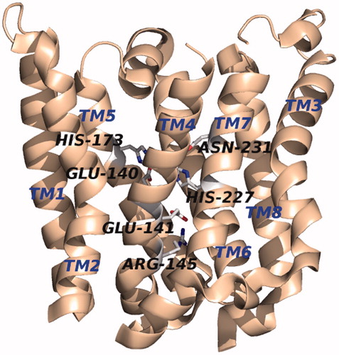 Figure 3. Crystal structure of MmRce1 (PDB: 4CAD). The protein structure is oriented with the cytosolic face at the top and that of the ER lumen on the bottom of the image. (see color version of this figure at www.tandfonline.com/ibmg).