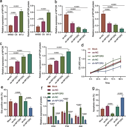 Figure 4. NPY2R-activated MAPK signaling pathway is associated with microglia apoptosis. (a) The mRNA and protein levels of NPY2R in MN9D, C6, and BV-2 cells determined by RT-qPCR (left) and Western blot assay (right). (b) The knockdown effect of three shRNAs targeting NPY2R in BV-2 cells determined by RT-qPCR (left) and Western blot assay (right). (c) The expression effect of three NPY2R overexpression plasmids in BV-2 cells determined by RT-qPCR (left) and Western blot assay (right). (d) The viability of BV-2 cells in response to NPY2R overexpression or knockdown as examined by CCK-8 assay. (e) The viability of BV-2 cells in response to NPY2R overexpression or knockdown as examined by EdU assay. (f) The effect of NPY2R overexpression on the expression of MAPK signaling pathway related factors (ERK, p38, and JNK) in response to NPY2R overexpression or knockdown as determined by Western blot assay. (g) The apoptosis of BV-2 cells in response to NPY2R overexpression or knockdown as as examined by flow cytometry. Cell experiments were repeated three times independently.