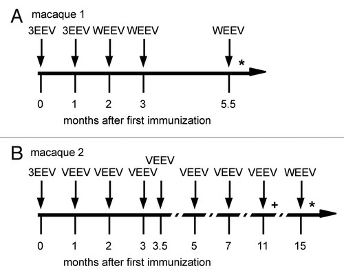 Figure 1. Immunization scheme for macaque 1 and 2. *timepoint for WEEV library construction. +, timepoint for VEEV library construction.Citation46