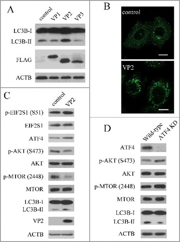Figure 4. FMDV capsid protein VP2 induced autophagy. (A) PK-15 cells were transfected with empty vectors or various plasmids expressing FLAG-tagged VP1, VP2and VP3 proteins for 24 h. LC3B and FMDV capsid proteins were analyzed by western blot. ACTB was used as a sample loading control. (B) Cells were transfected with empty vectors or pCMV-Flag-VP2 for 24 h. Cells were fixed and analyzed by immunofluorescence using anti-LC3B antibodies. The fluorescence signals were visualized by confocal immunofluorescence microscopy. Scale bars: 10 μm. (C) PK-15 cells were transfected with empty vectors or pCMV-Flag-VP2 for 24 h. LC3B and phosphorylation of EIF2S1, AKT and MTOR were analyzed by western blot. ACTB was used as a sample loading control. (D) ATF4 and scrambled knockdown cells were transfected with pCMV-Flag-VP2 for 24 h. LC3B and phosphorylation of AKT and MTOR were analyzed by western blot. ACTB was used as a sample loading control.