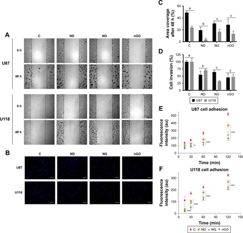 Figure 4 U87 and U118 glioblastoma cell motility and adhesion.Notes: Migration of glioblastoma cells was determined using the cell exclusion zone assay. Cells were treated with nanoparticles at 50 μg/mL. (A) U87 and U118 glioblastoma cells before treatment (0 h time point) and after 48 h not treated with nanoparticles and treated with diamond nanoparticles, graphite nanoparticles, and graphene oxide nanoparticles. (B) The invasiveness of U87 and U118 cells was determined by staining the nuclei of cells that had invaded through collagen-coated Transwell inserts with DAPI. Nuclei were counted using a confocal microscope after treatment with nanoparticles at 50 μg/mL. (C) Graph shows the percentage of the zone covered by cells. Values are expressed as mean ± standard deviation (n=3, each experiment in triplicate). Statistical significance is indicated with different superscripts (multifactor ANOVA; P<0.05). There was a significant difference between U87 and U118 migration (P=0.0000). No interactions between cell line and the type of nanoparticle were observed (P=0.0623). (D) Graph shows the percentage of cell invasion compared to control. Values are expressed as mean ± standard deviation (n=3, each experiment in triplicate). Statistical significance is indicated with different superscripts (multifactor ANOVA; P<0.05). There was no statistical significance between U87 and U118 invasion (P=0.3034); however, an interaction between cell line and the type of nanoparticle was observed (P=0.0003). (E, F) Adhesion of fluorescent-labeled U87 and U118 cells after treatment with nanoparticles at 20 μg/mL. 96-well plates were coated with extracellular matrix. After 15, 30, 60, and 120 min wells were gently washed three times and intensity of fluorescence was read at microplate reader. Values are expressed as mean ± standard deviation (n=3, each experiment in triplicate). Statistical significance between control and experimental groups is indicated with superscripts (multifactor ANOVA, *P<0.05; ***P<0.001).Abbreviations: ANOVA, analysis of variance; C, control; DAPI, 4′,6-diamidino-2-phenylindole; ND, diamond nanoparticles; NG, graphite nanoparticles; nGO, graphene oxide nanoparticles.