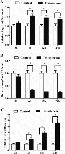 Figure 2. Effects of testosterone on the expression of Ang-1, Ang-2 and Tie-2 in antler chondrocytes. After antler chondrocytes were treated with testosterone for 3, 6, 12 and 24 h, the expression of Ang-1 (A), Ang-2 (B) and Tie-2 (C) was determined by real-time PCR. Data are shown mean ± SEM. Asterisks denote significance (P < 0.05).