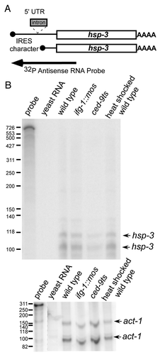 Figure 4. 5′ UTR extended hsp-3 mRNA is not detected. (A) Diagram indicating the coverage of the hsp-3 mRNA probe. The arrow indicates the RPA probe extending upstream from exon 1 and covering all potential mRNA variants. (B) RNase Protection Assays were conducted by hybridizing the 5′ probe to total mRNA in wild type, ced-9ts, ifg-1::mos and wild type heat shocked strains. The arrows indicate the two detected hsp-3 mRNA 5′ variants. Control RNase Protection Assay detecting act-1 mRNA is shown to demonstrate RNA quality.