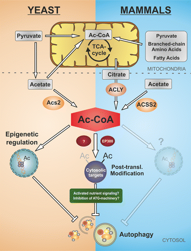 Figure 1. Nucleo-cytosolic AcCoA determines the autophagic response in yeast and mammals. In Saccharomyces cerevisiae grown on glucose, the major source for nucleo-cytosolic AcCoA is the AcCoA synthetase 2 (Acs2), which uses acetate as a substrate. Mitochondria solely influence cytosolic AcCoA levels by removing acetate and its precursor pyruvate, fueling the tricarboxylic acid (TCA) cycle. In contrast, cytosolic AcCoA production in mammals requires a detour via mitochondria, since it depends on citrate derived from the TCA cycle, which is fed by pyruvate as well as by fatty acids and branched-chain amino acids. Citrate is exported from mitochondria and converted to AcCoA by the cytosolic ATP citrate lyase (ACLY). In both models, high concentrations of nucleo-cytosolic AcCoA favor protein acetylation by acetyltransferases. Protein hyperacetylation subsequently inhibits autophagy by epigenetic regulation of autophagy-related genes, by direct posttranslational inactivation of proteins engaged in the autophagic machinery, as well as by (direct or indirect?) modulation of nutrient-sensing kinase pathways.