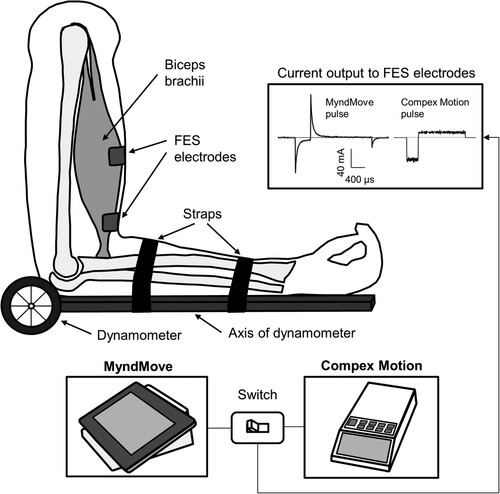 Figure 1 Experimental setup. Isometric contractions of the right biceps brachii muscle during delivery of FES were measured using a dynamometer. The axis of the dynamometer was aligned to the axis of rotation of the elbow joint. A switch was designed to change the stimulator source between MyndMove™ and Compex Motion delivered through the same leads, ensuring consistent electrode placement. Example current pulses for MyndMove™ and Compex Motion are shown in the output stage of the switch, highlighting the difference in shape and amplitude.